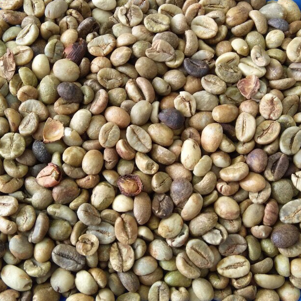 ROBUSTA COFFEE GRADE 1 SCR 18-2%