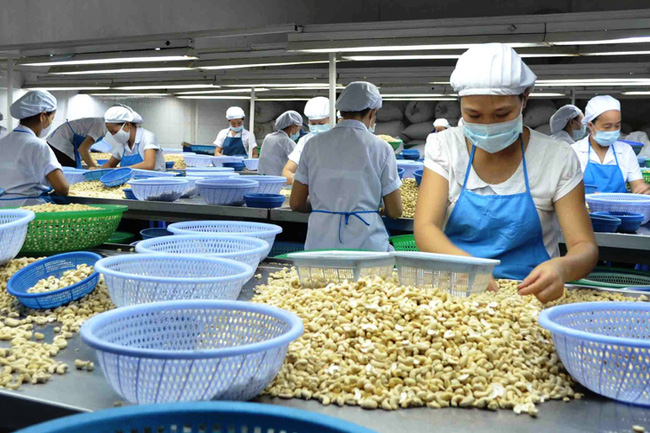 The cashew nut processing and export industry seeks to overcome difficulties